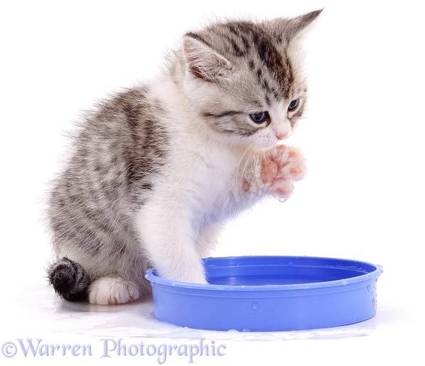 Как приучить кошку пить воду, полезные советы