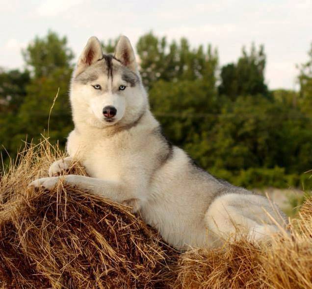 Собаки, похожие на волков (30 фото): названия больших рыжих и черных, белых и других собак. их содержание