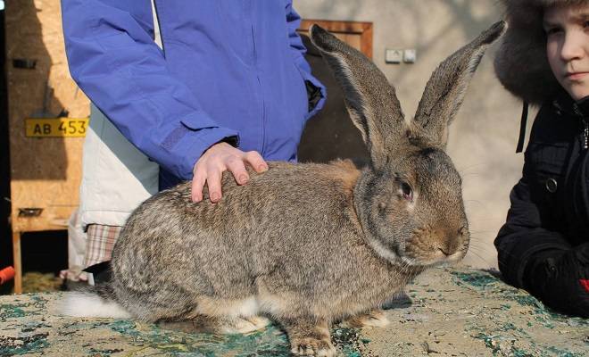 Кролики породы фландр: описание, особенности содержания и ухода