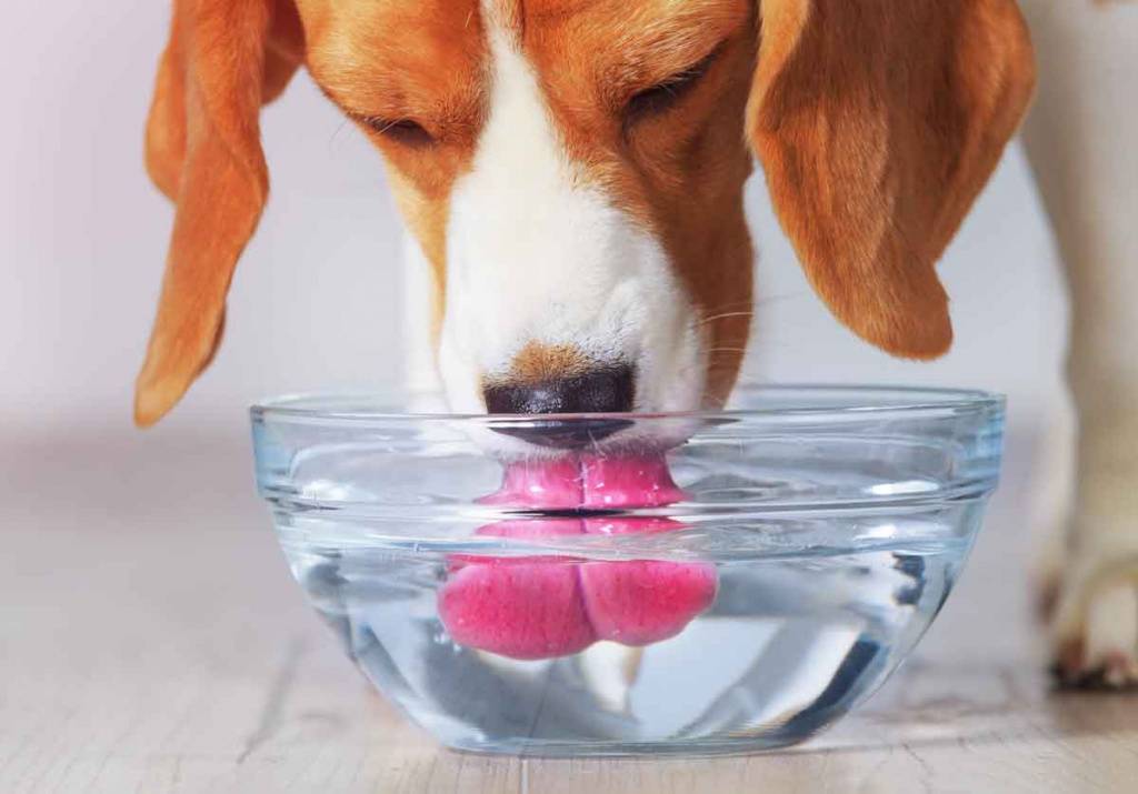 Собака не пьет воду: чем это может быть опасно? - животный мир - медиаплатформа миртесен