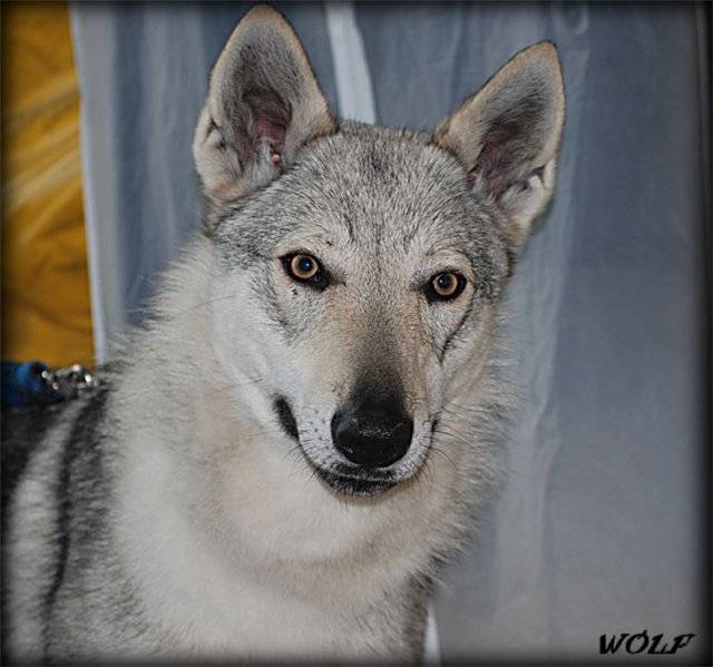 Чехословацкий влчак или волчья собака