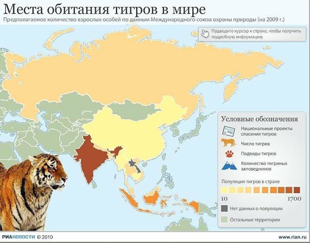 Дальневосточный леопард: описание, чем питается, ареал, фото, видео