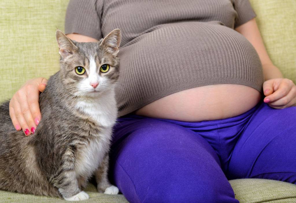 Беременным нельзя гладить кошек: миф или правда?