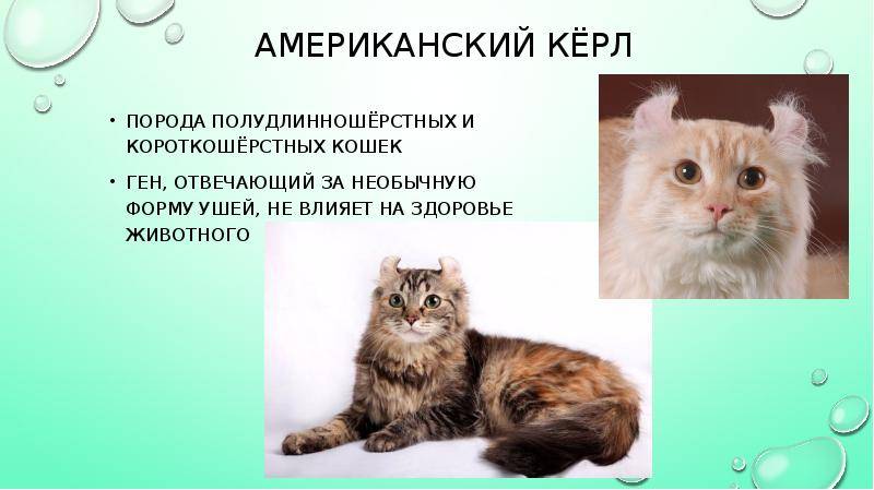 Кимрик (cеmric cat) кошка: подробное описание, фото, купить, видео, цена, содержание дома