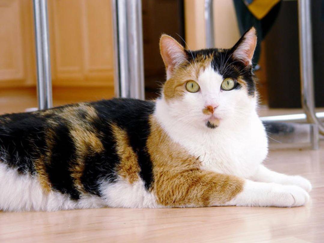 Загадка трехцветной кошки: описание окраса, свойства генетики, народные приметы и поверья