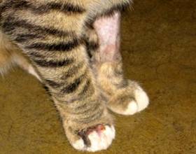 Опухоль молочных желез у кошки лечение - опухоли у кошек на животе