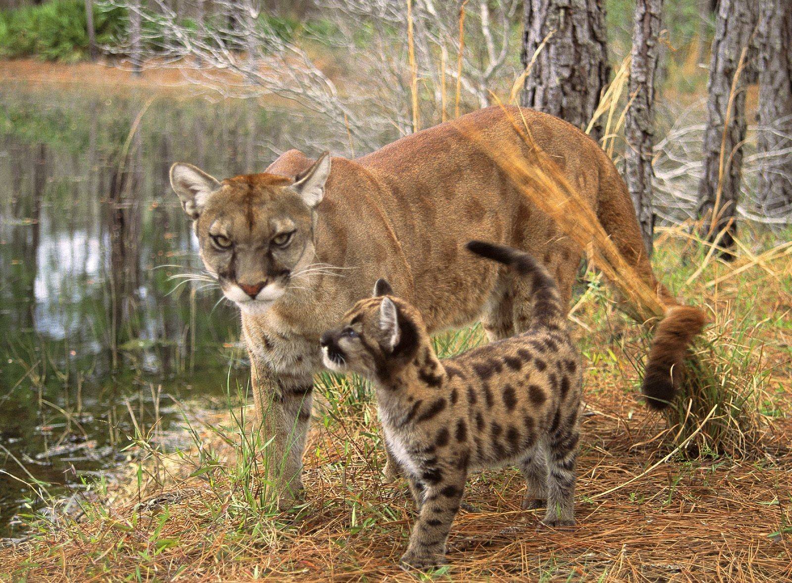Калимантанская кошка: описание, характер, среда обитания и образ жизни, фото