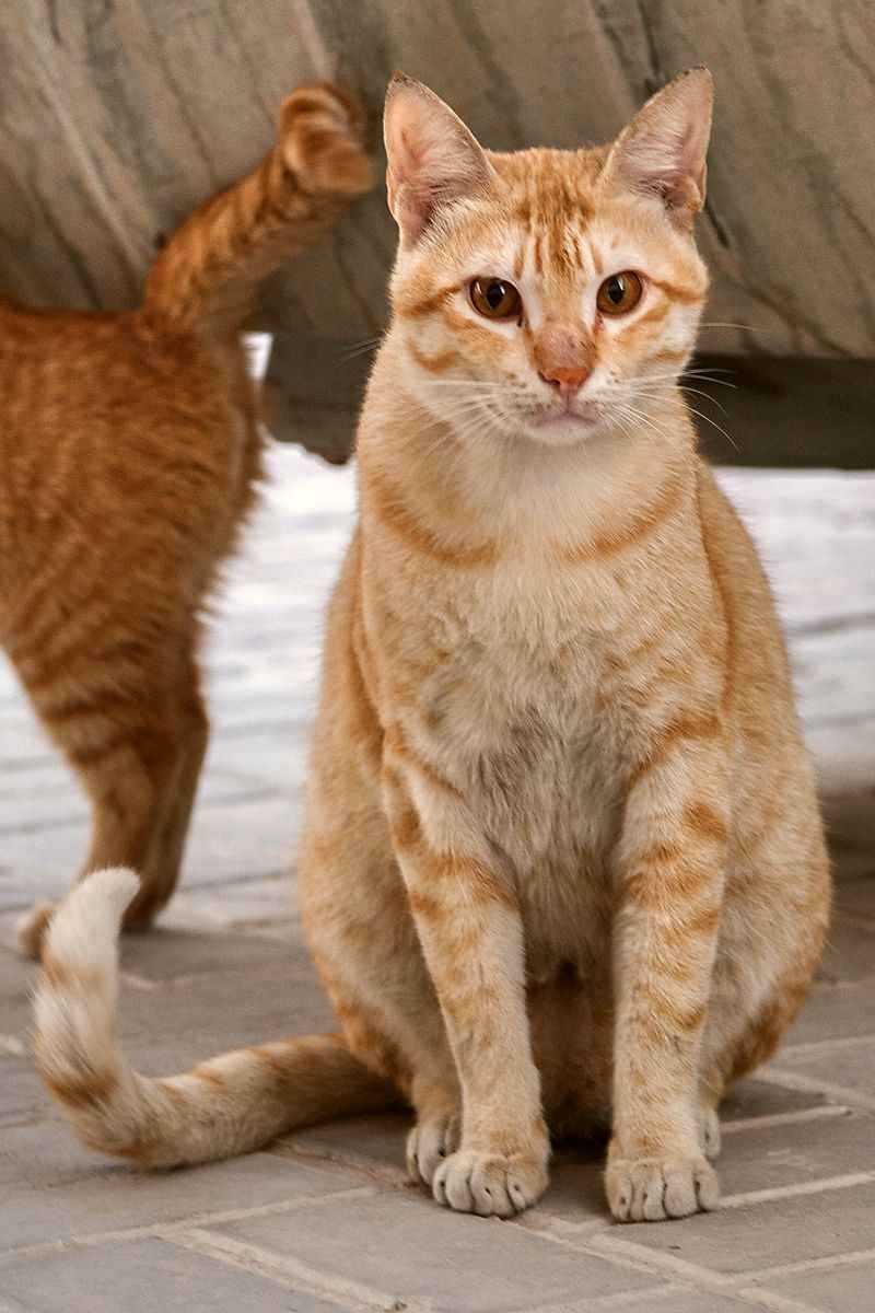 Египетская мау: фото, цена котенка, описание характера и внешнего вида