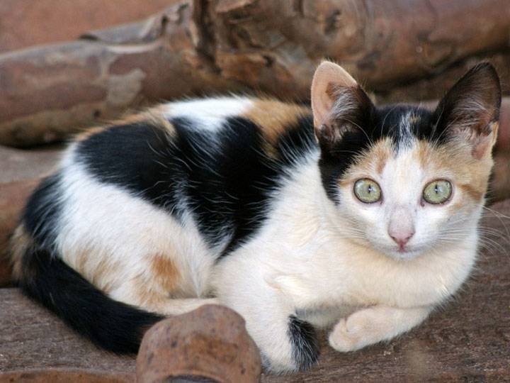Описание и характер бразильской короткошерстной кошки – уход и содержание