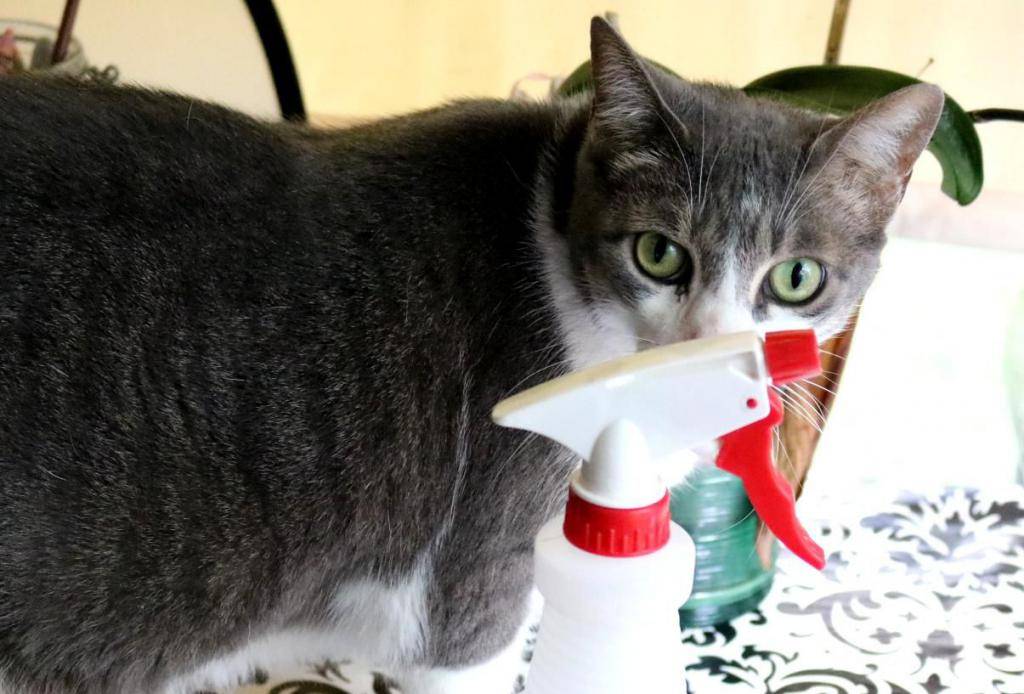 Как легко удалить запах кошачьей мочи в квартире