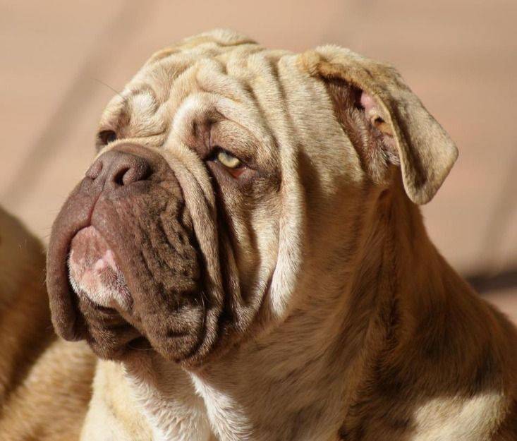 Американский бульдог: все о собаке, фото, описание породы, характер, цена