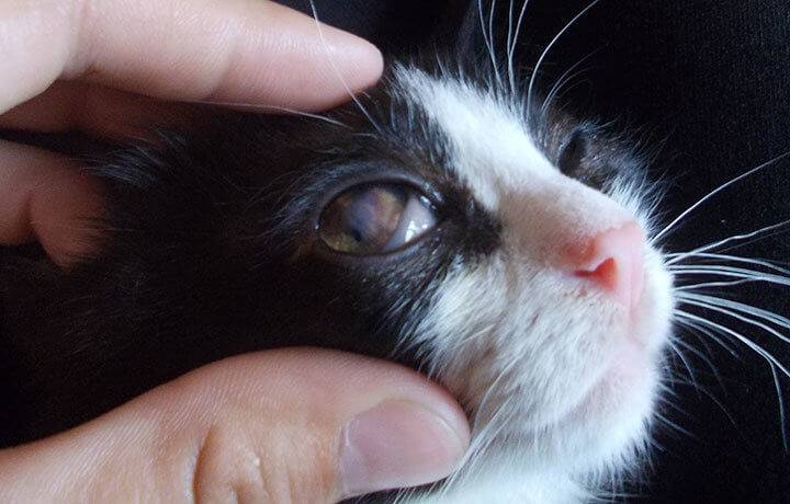 У кошки гноятся глаза: причины и лечение