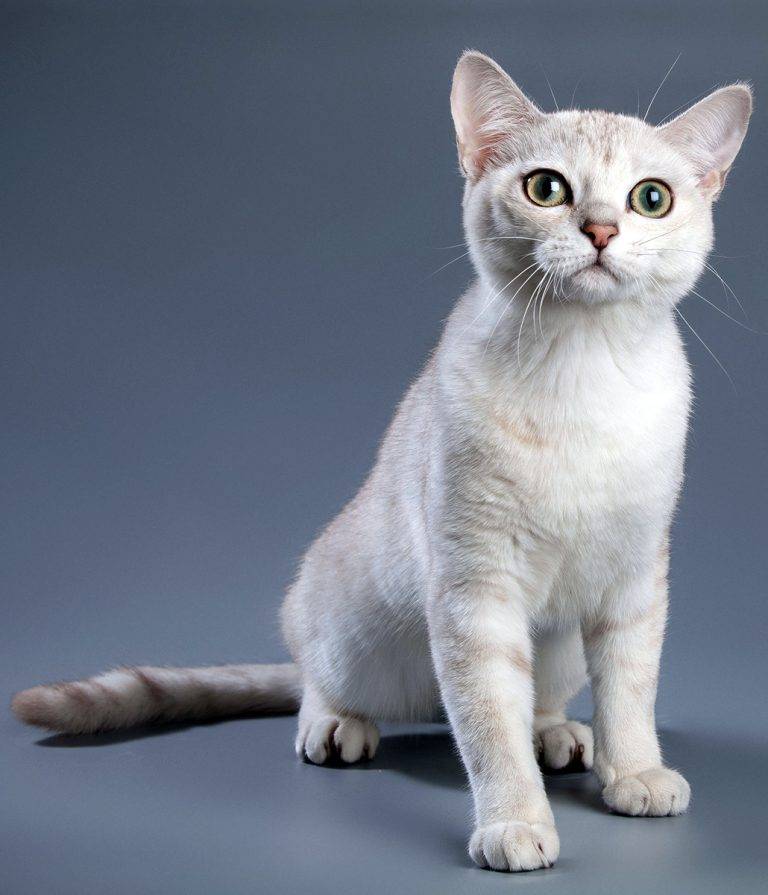 Китайская кошка (31 фото): как выглядит? какие породы существуют? особенности породы ли хуа и других. нюансы их содержания