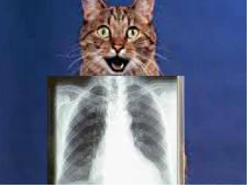 Болезни легких у кошек и их лечение