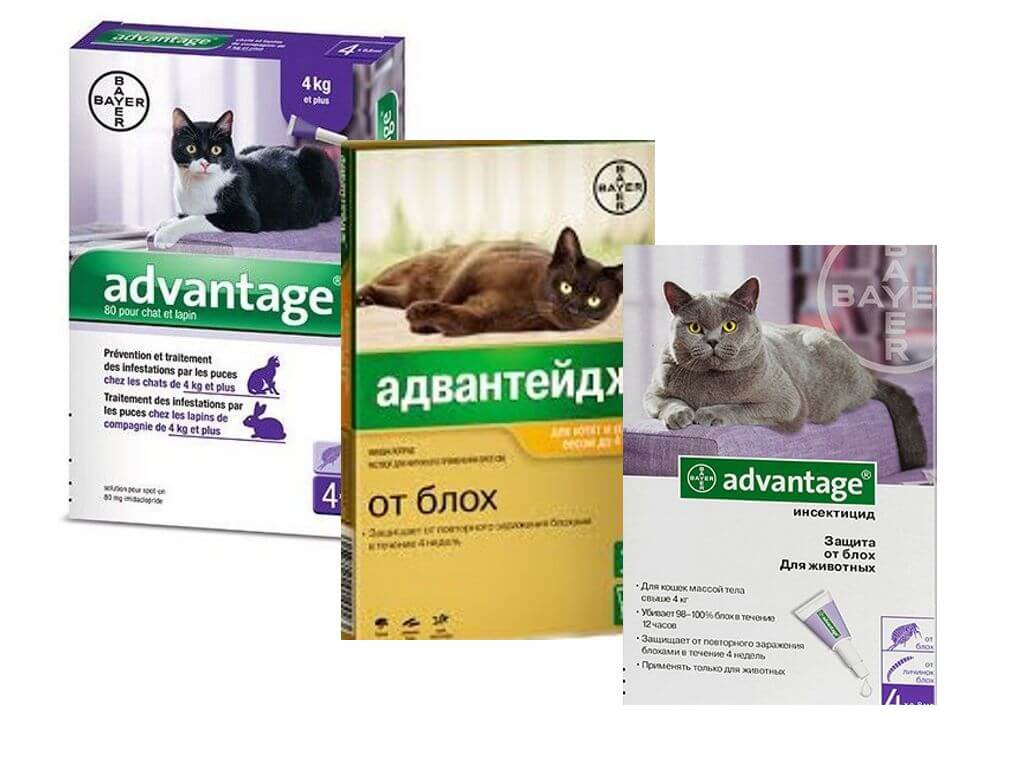 Адвантейдж / advantage (капли) для кошек | отзывы о применении препаратов для животных от ветеринаров и заводчиков