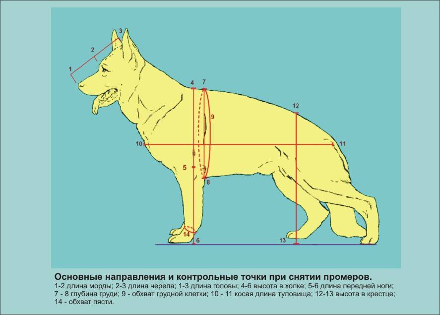 Холка у собаки — где находится и как правильно измерить рост