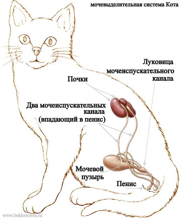 Кровь в моче у кошки - причины и лечение