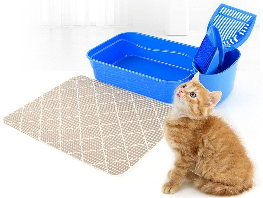 Как приучить котенка к лотку быстро за 1 день: самые эффективные методы приучения кошки к туалету