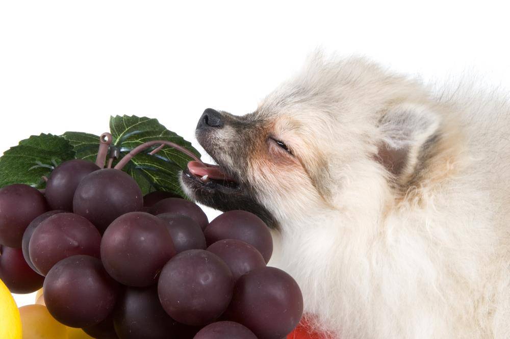 Можно ли собакам яблоки? мнение ветеринаров | блог ветклиники "беланта"