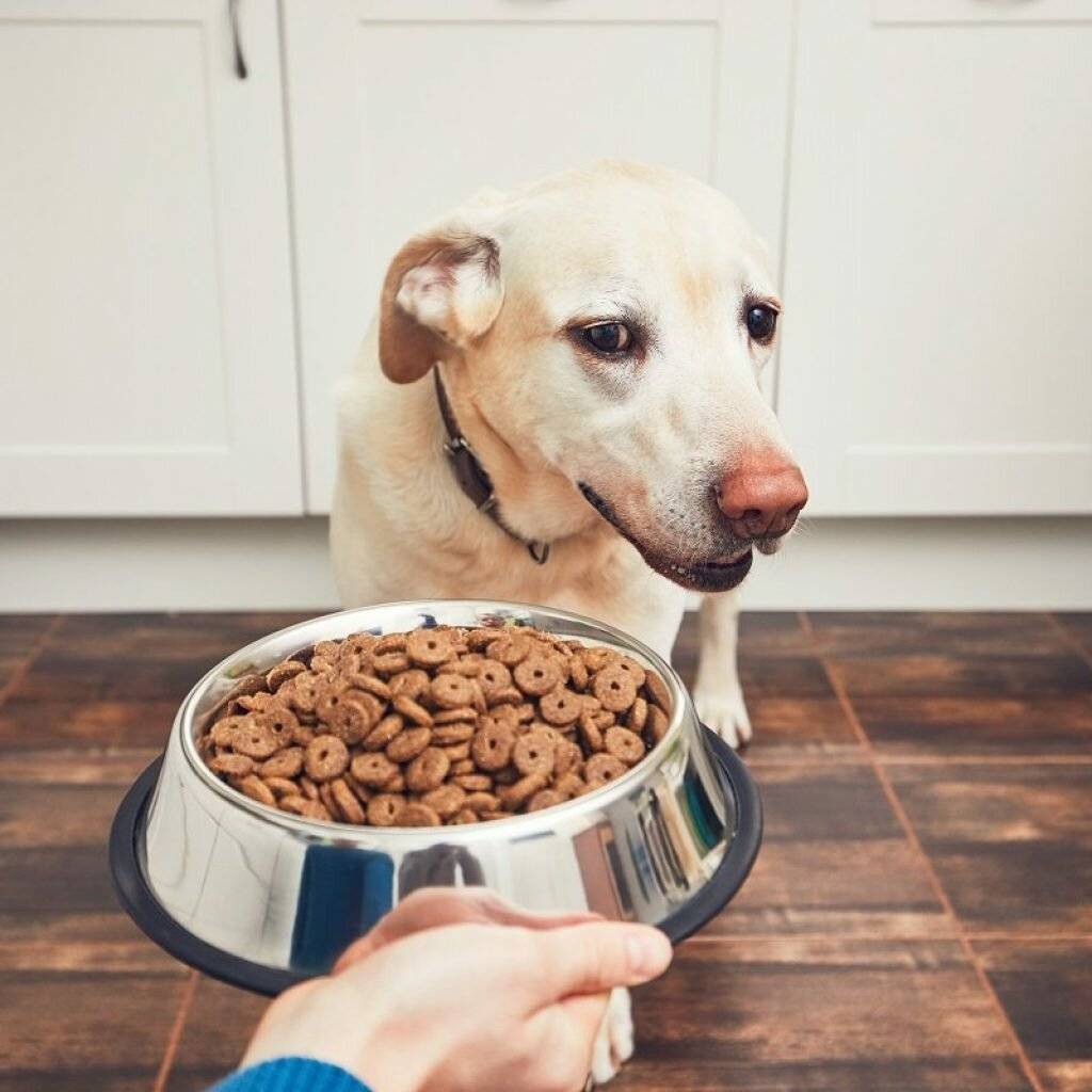 Чем кормить собаку: как правильно и каким кормом лучше, можно ли кошачьим, сколько раз в день, чем нельзя и почему, а также до прогулки или после