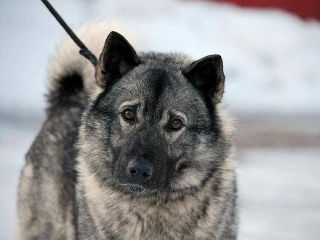 Норвежский элкхаунд (лосиная лайка): описание породы, характер и уход за собакой, + фото