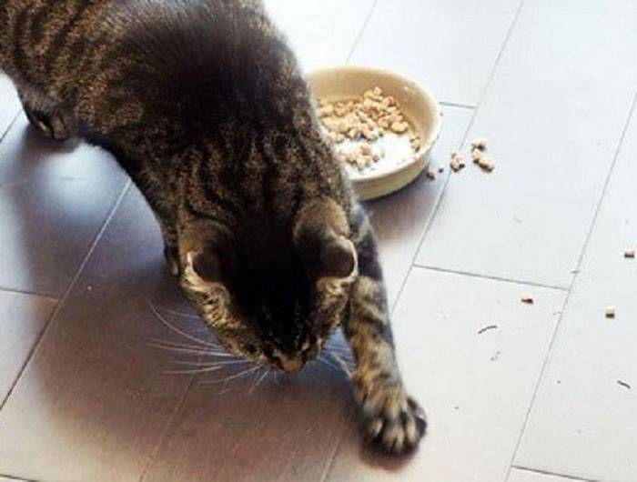 Кошка постоянно просит есть и орет, но не наедается
