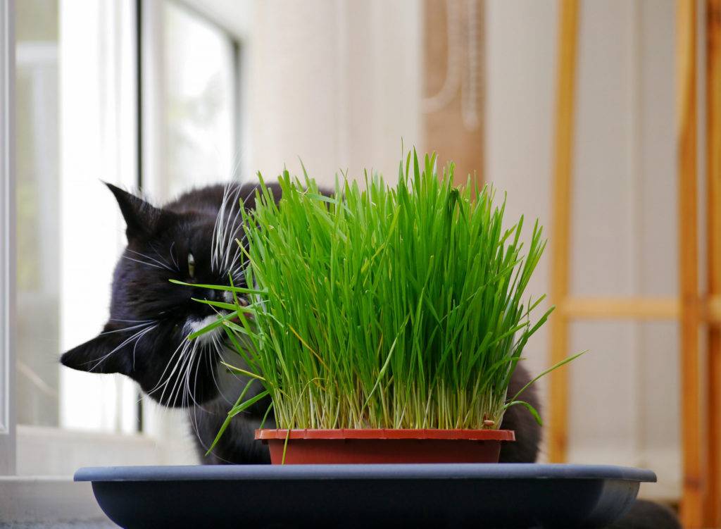 Трава для кошек – назначение и выращивание