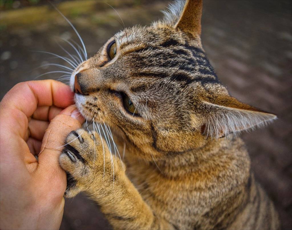 Почему кошки вылизывают людей, зачем они лижут хозяину руки, лицо или ноги?