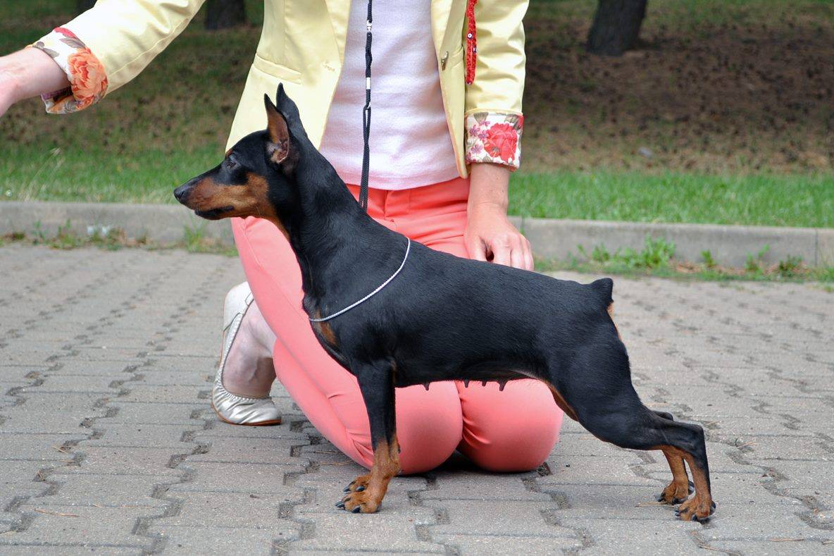 Мини-доберман цвергпинчер: как выглядит карликовый питомец на фото, описание породы маленькой собаки и сколько стоит