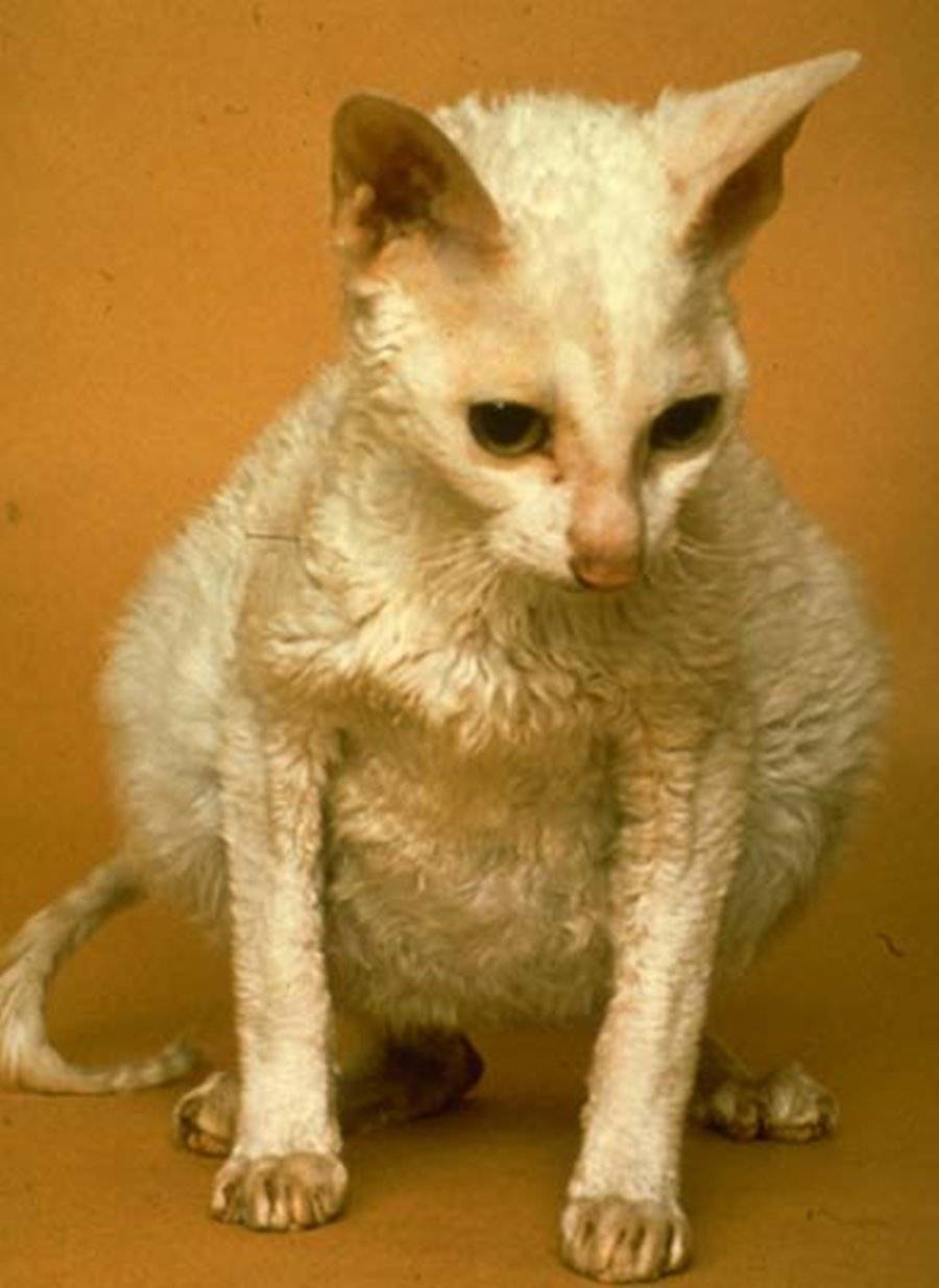 Как долго проходит желтуха у кошек – симптомы,  лечение желтухи у котов в ветклинике зоостатус