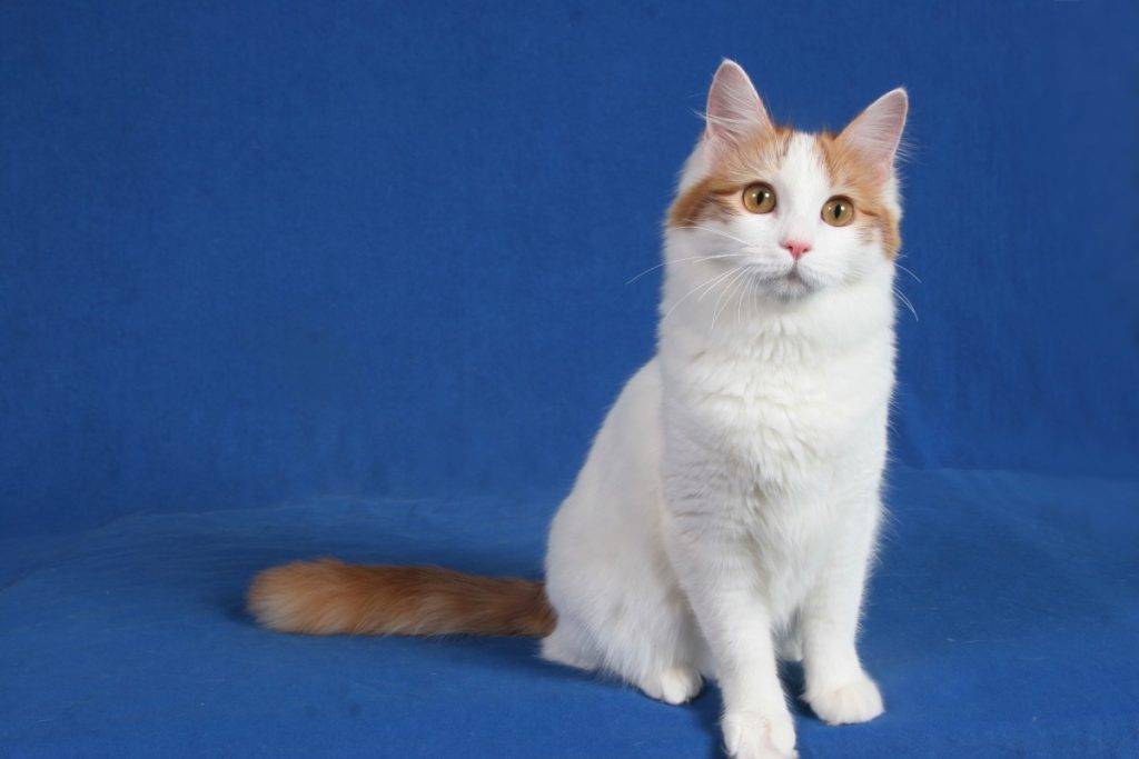 Анатолийская кошка — википедия. что такое анатолийская кошка