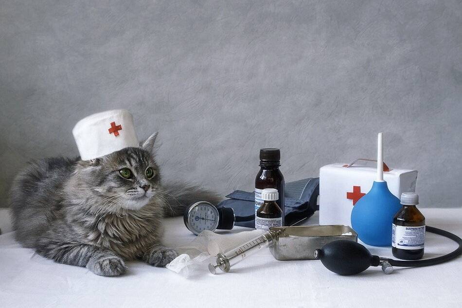 ​40  интересных фактов о лечебных свойствах кошек — общенет