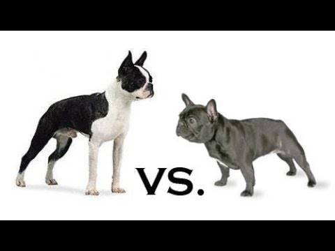Французский бульдог и похожие на него породы: разновидности собак и описание их особенностей