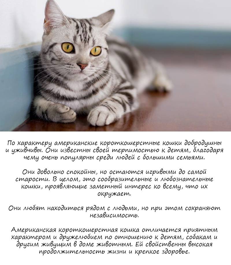Американская короткошерстная кошка: описание породы, особенности характера и поведения, правила ухода и кормления котов, фото