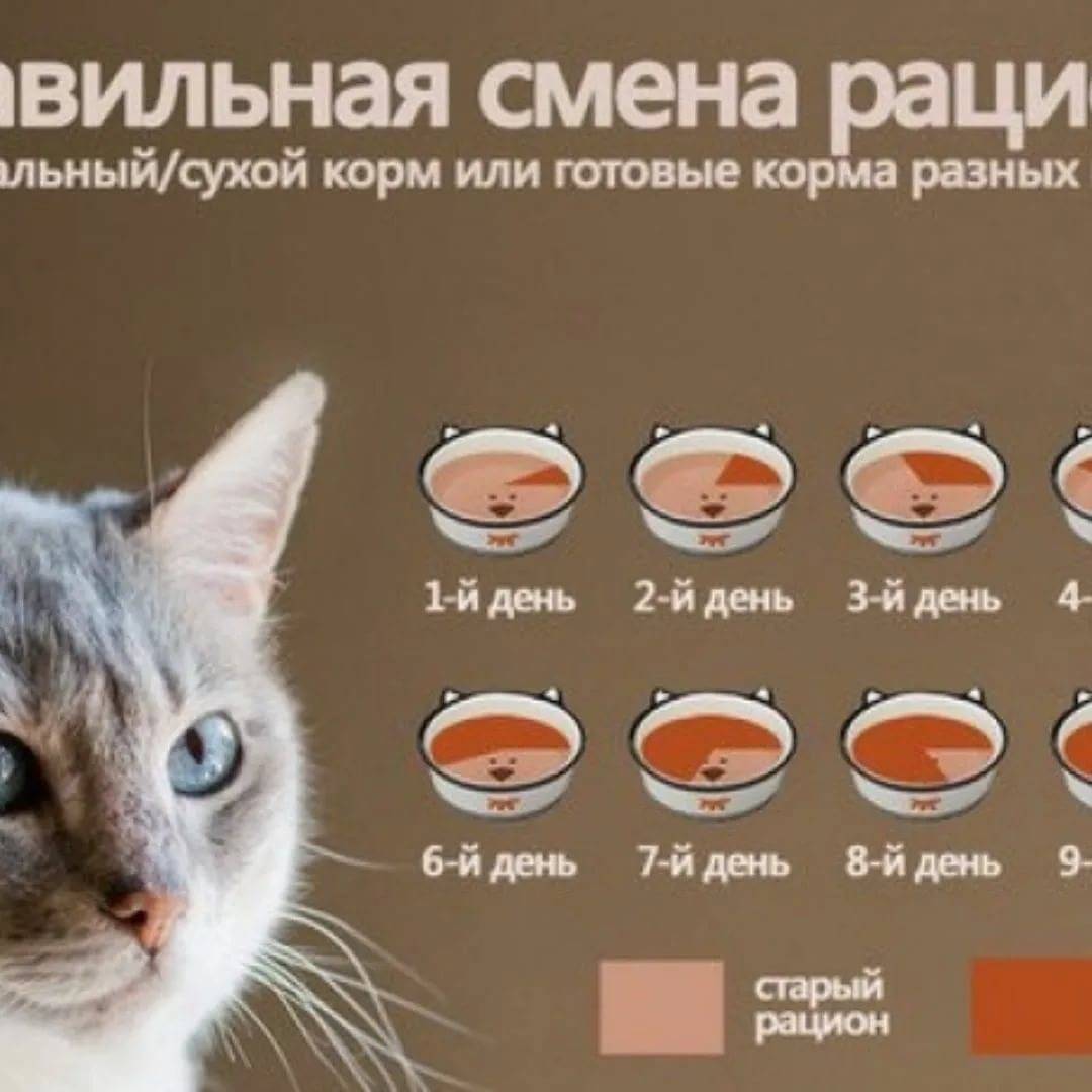 Чем и как кормить кошку натуральной едой в домашних условиях