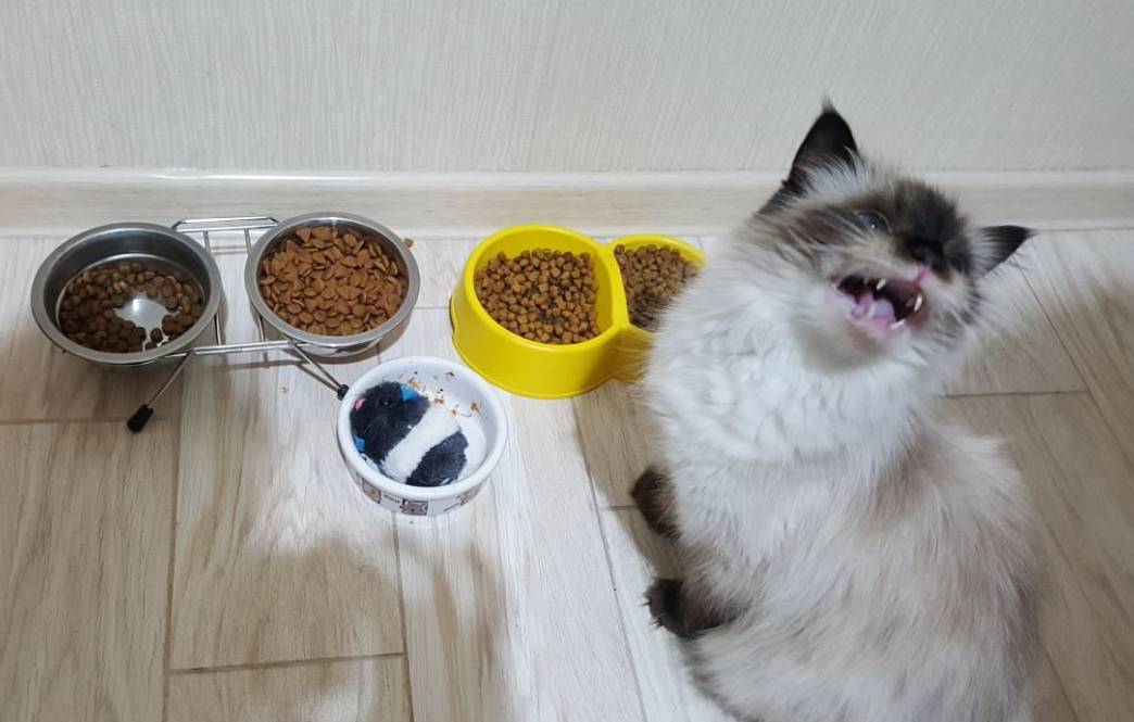 Почему кошка закапывает миску с едой