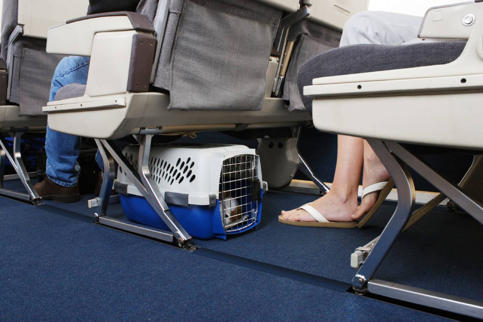 Перевозка животных в самолете