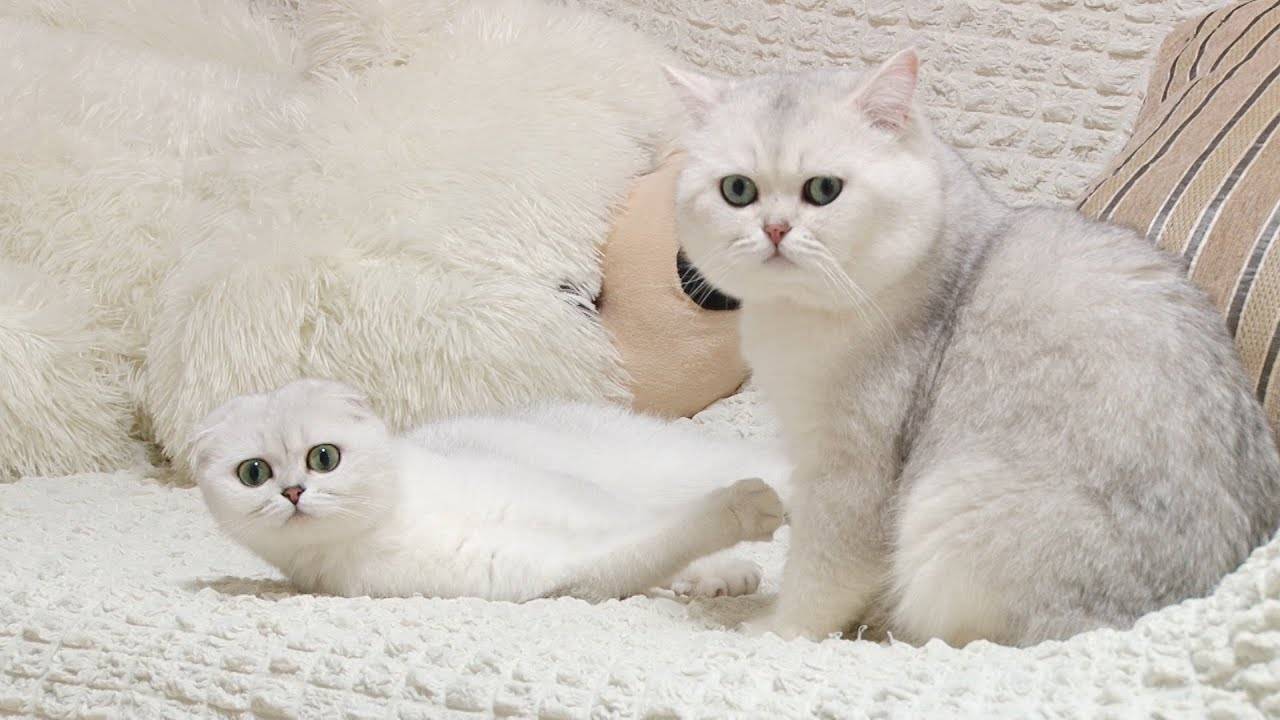 Шиншилла – кошка с редким и ценным окрасом шерсти, разновидности, породы, уход