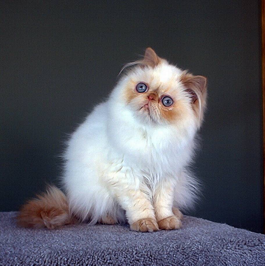 Гималайская кошка: стандарт внешности, правила содержания питомца