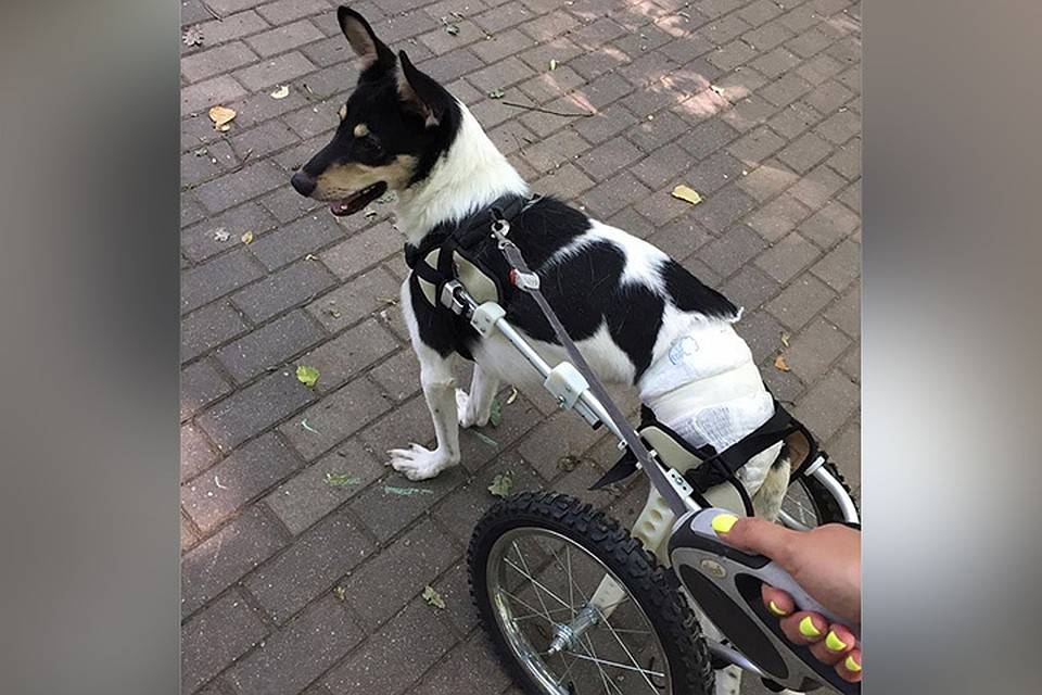 Инвалидная коляска для собак — своими руками