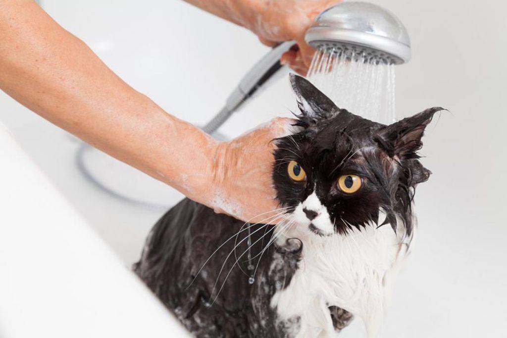 Можно ли мыть кошку обычным шампунем?