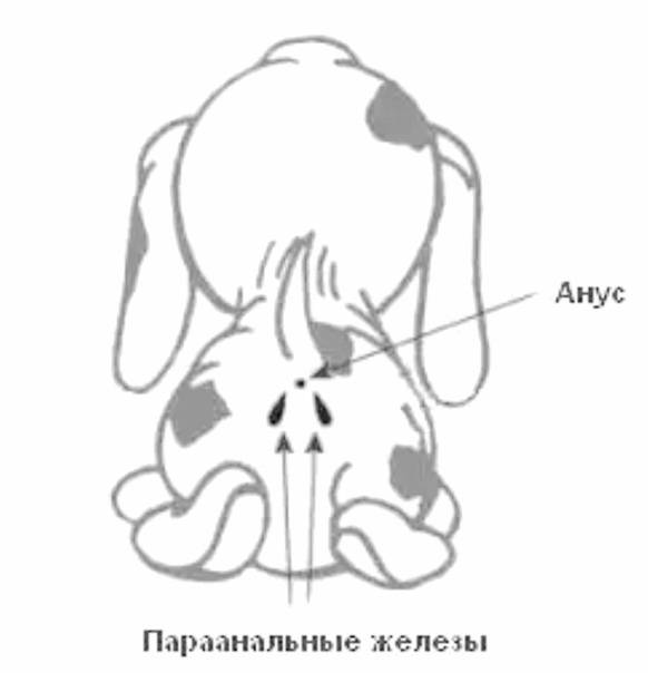 Параанальные железы у собак: чистка, воспаление, причины, симптомы, лечение