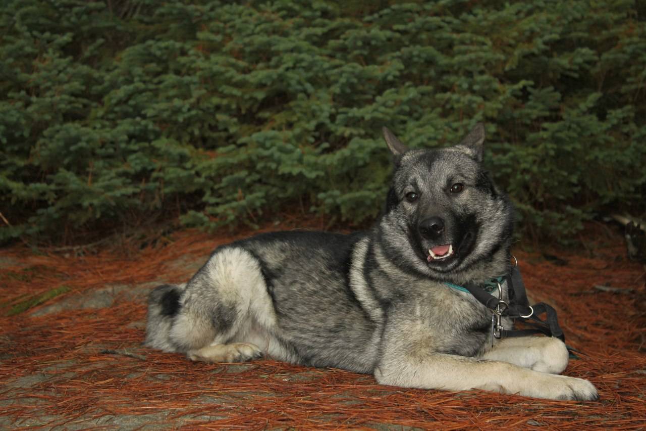 Собака викингов – знакомство с породой норвежский элкхаунд