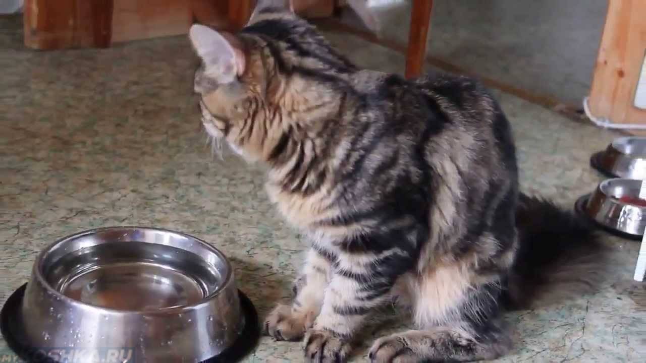 Сколько кошка может прожить без еды и воды