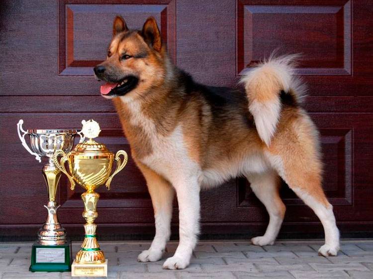 Пиренейская горная собака (большая пиренейская собака): фото, купить, видео, цена, содержание дома