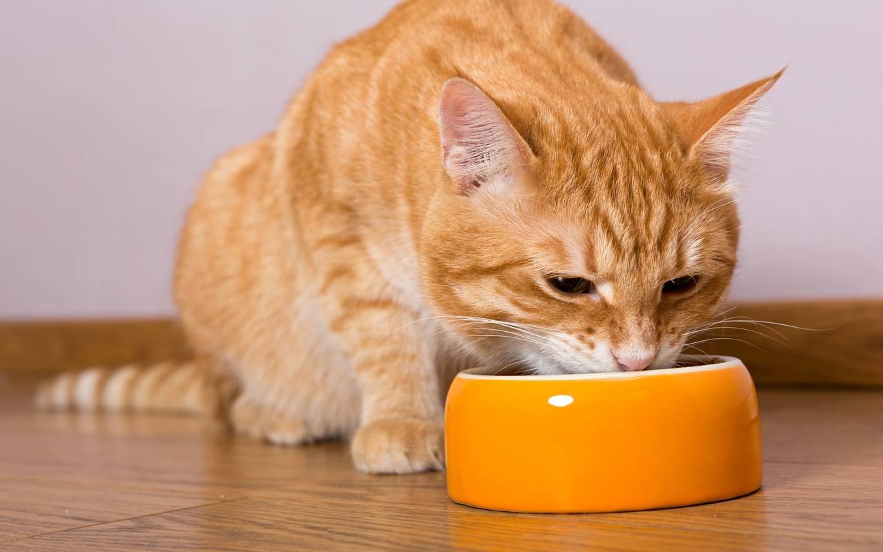 Почему кошки закапывают еду или миску с едой: что это значит и что делать