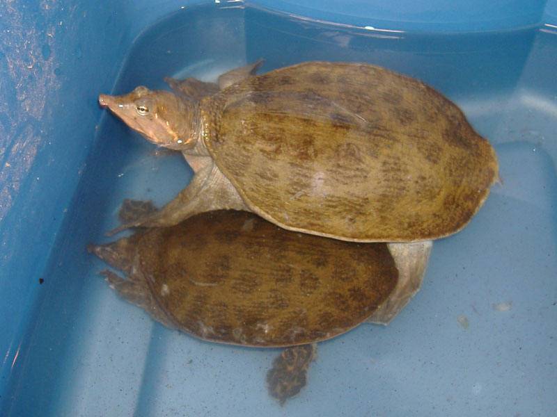 Черепаха трионикс китайский (дальневосточная): содержание, размножение, продолжительность жизни, темперамент, совместимость, половой диморфизм