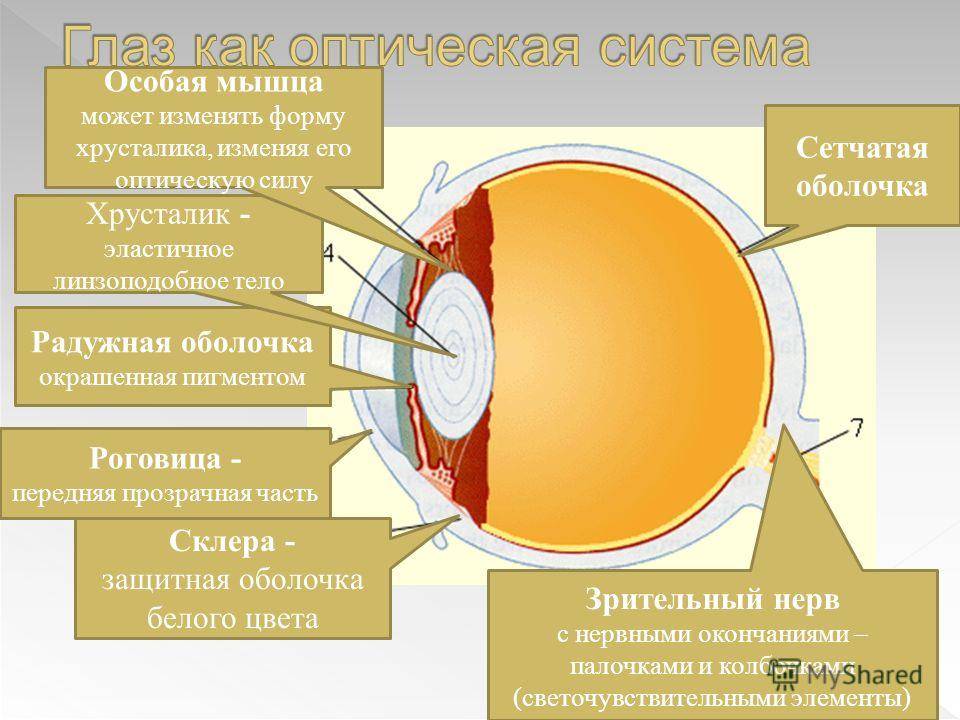 Строение и функции глаза