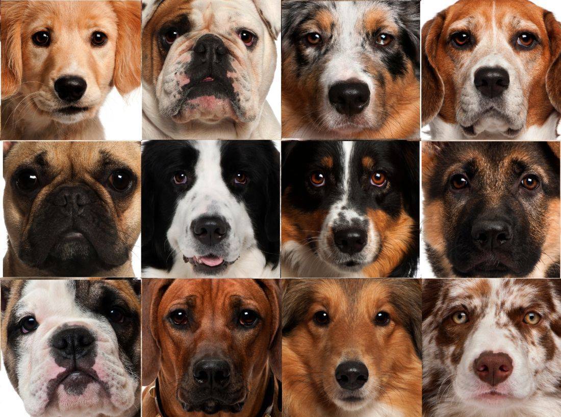 Собаки у которых выпадают глаза – породы и оказание первой помощи
