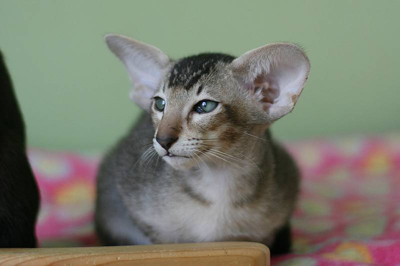 Ориентальная кошка породы кошек характер